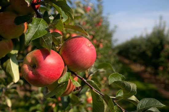 Збирання, зберігання та обробка яблук