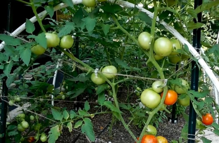 Як змусити помідори почервоніти