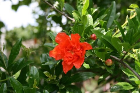 Цвіт граната