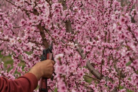 плодове дерево