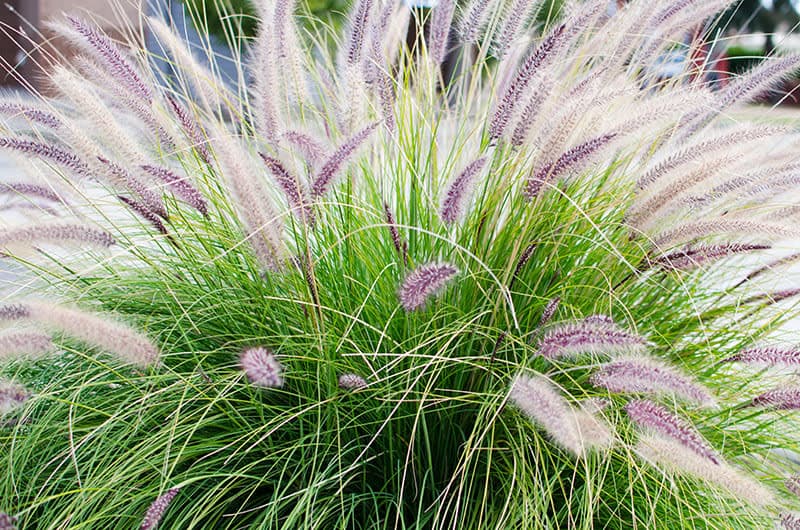 декоративна трава для саду