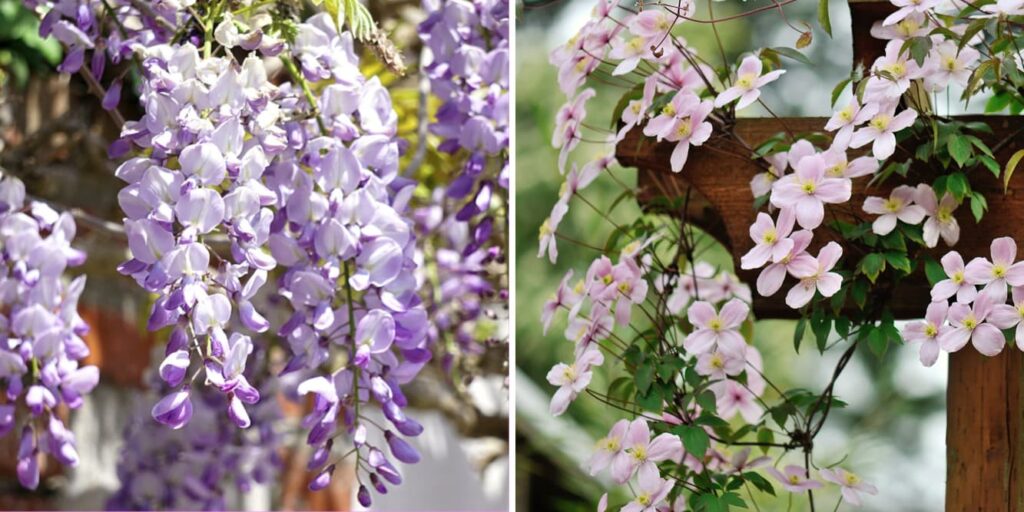 найпопулярніші комбінації плетучих рослин