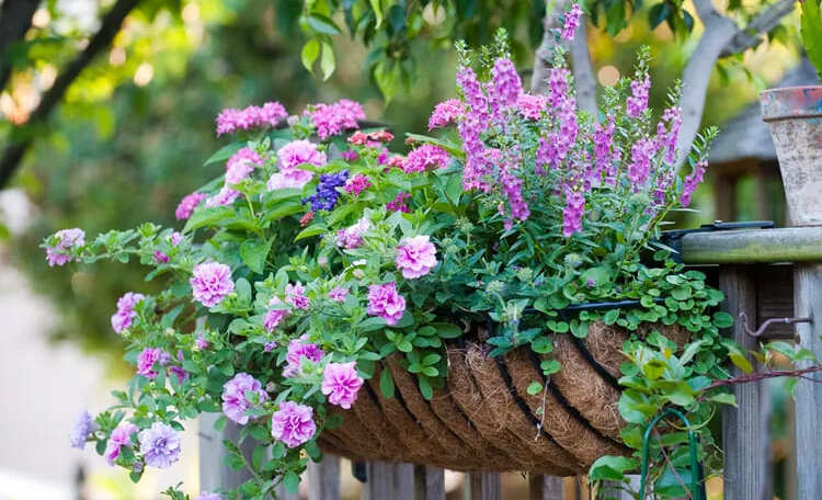 Яскраві квіти для віконних ящиків