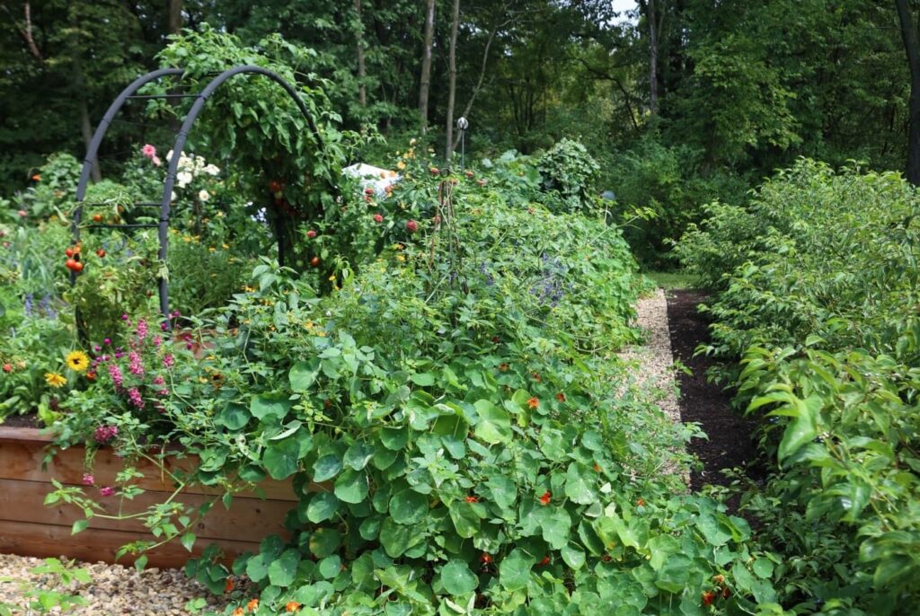 Томати, озимі культури та рослини-компаньйони в органічному саду