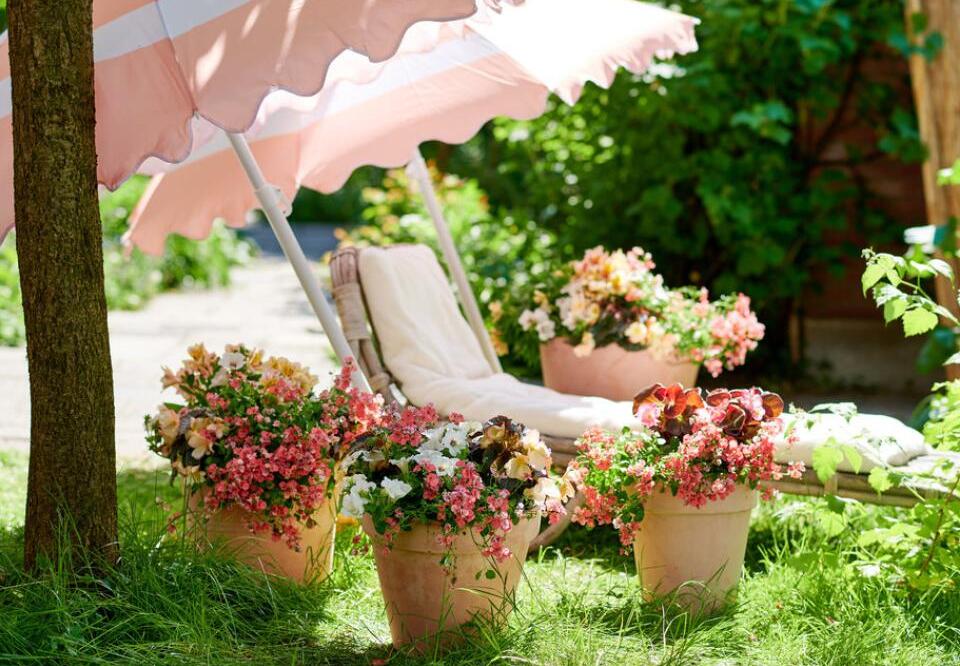 Рожеві квіти у літньому саду