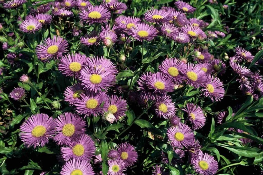 10 довгоквітучих рослин для барвистої осені