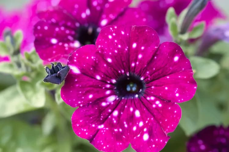 неймовірне розмаїття кольорів петунії сорту Найт Скай