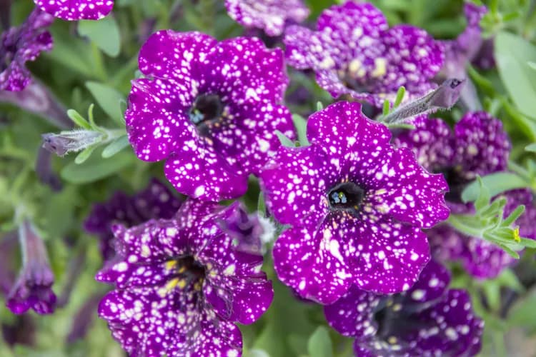 неймовірне розмаїття кольорів петунії сорту Найт Скай