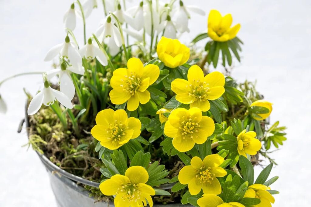 Проліски та крокуси у маленьких горщиках — ідеальний вибір для весняного саду