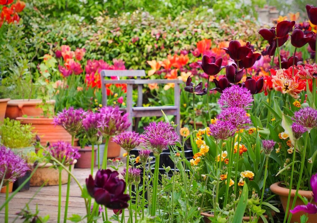 Барвистий садовий ландшафт із теракотовими горщиками та квітучими тюльпанами.