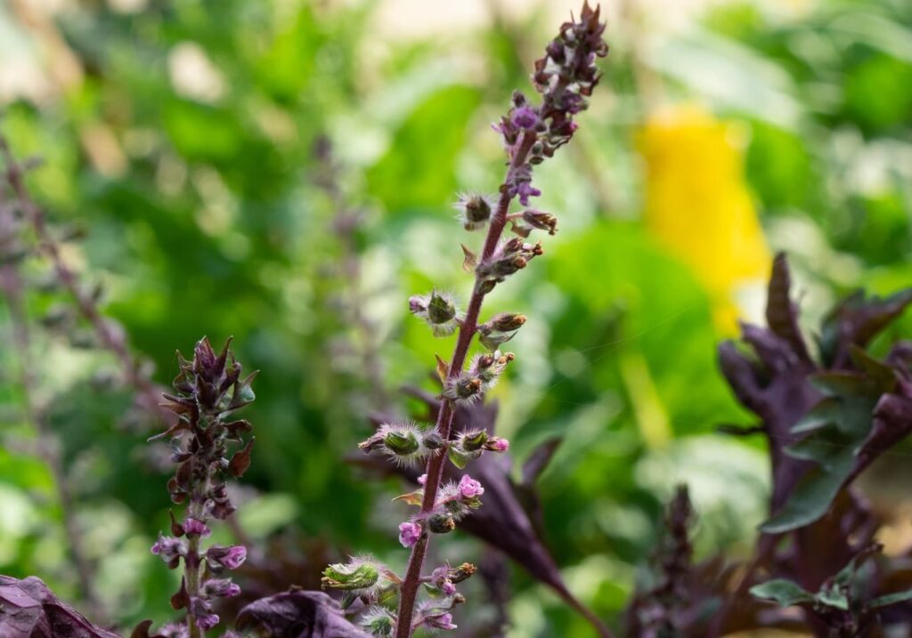 Японська пряність шисо