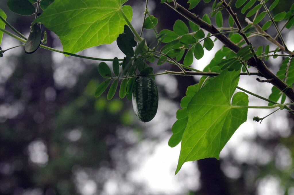 мексиканський мініатюрний кавун кукамелон вирощування