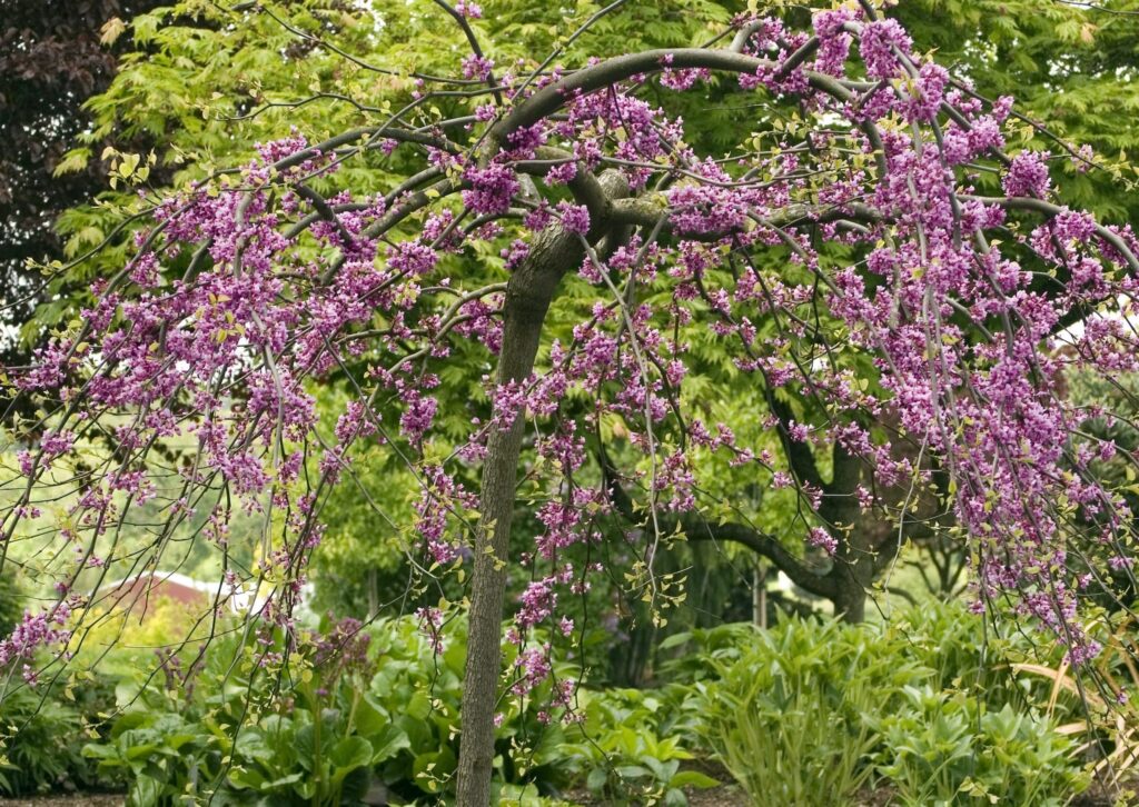 як удобрювати сад навесні