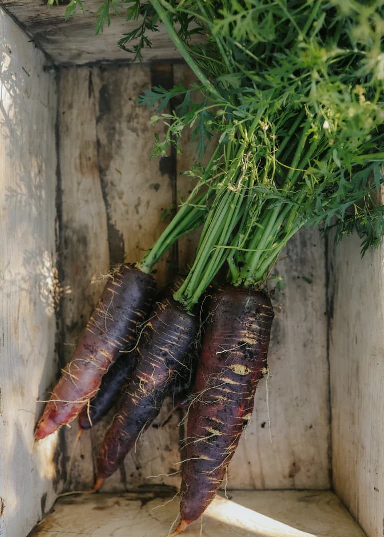 Морква «Пурпурна димка».