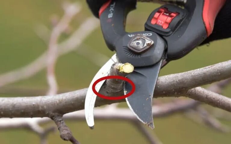 Весняна обрізка плодових дерев