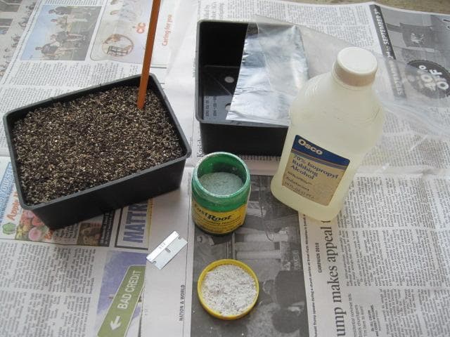 Весняне живцювання рослин