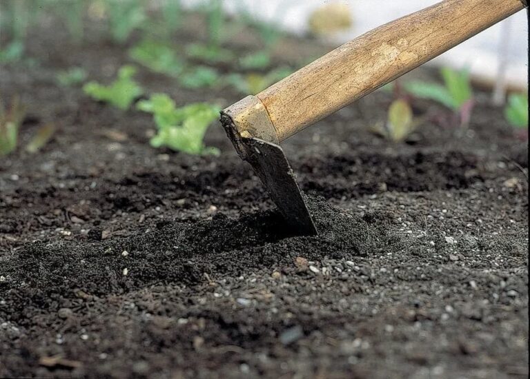 рання сівба у відкритий ґрунт на городі