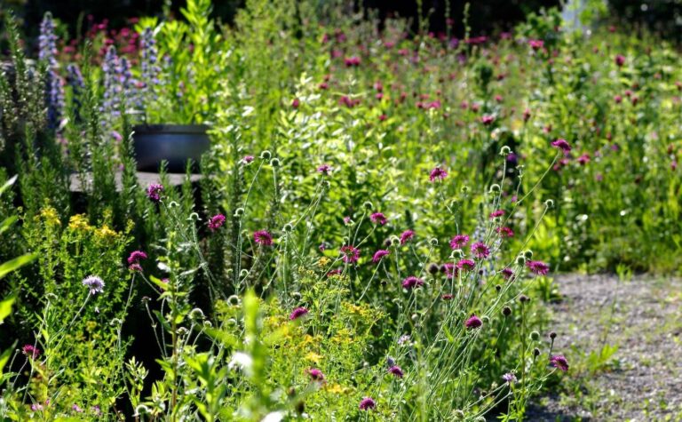 прерійний стиль сада